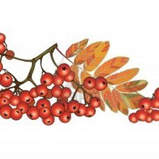 Схема вышивки «Рябина»