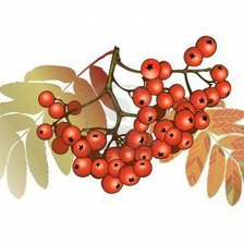 Схема вышивки «Рябина»