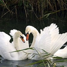 Схема вышивки «вместе и навсегда»