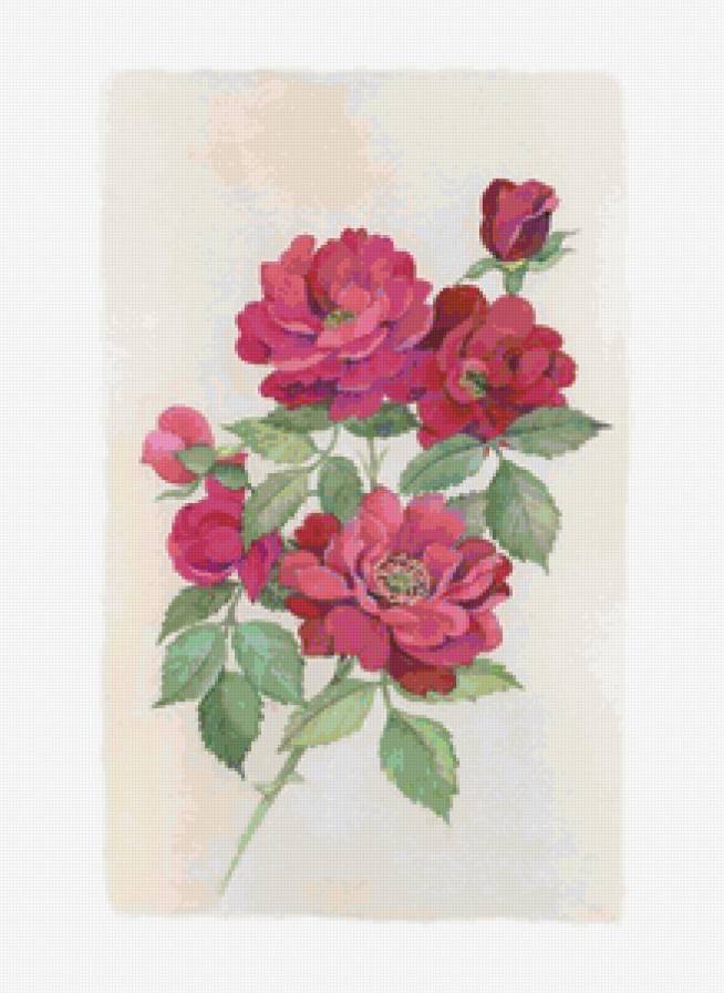 Акварельные цветы - картина, акварель, розы, цветы, природа, живопись - предпросмотр