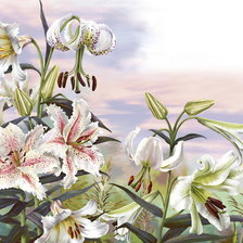 белые лилии