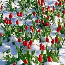 Схема вышивки «№159203»