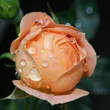 Схема вышивки «№159270»