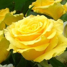 Схема вышивки «№159274»