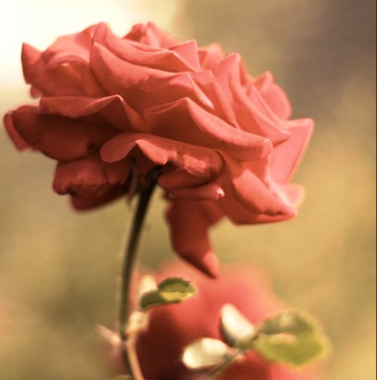 №159277 - розы, розовые, цветы - оригинал