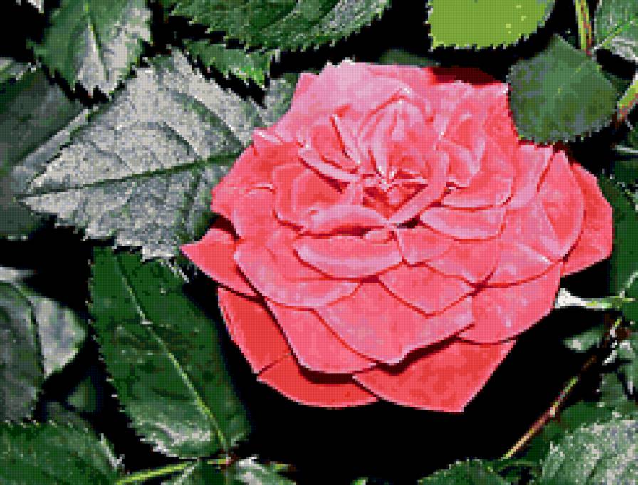 №159278 - розовые, розы, садовые, цветы - предпросмотр