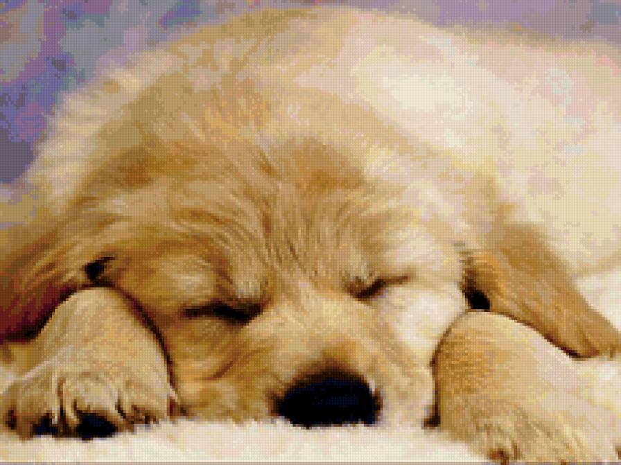 №159288 - собаки, щенята - предпросмотр