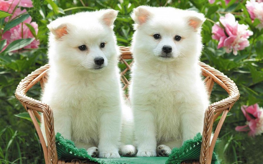 №159296 - собаки, щенята - оригинал