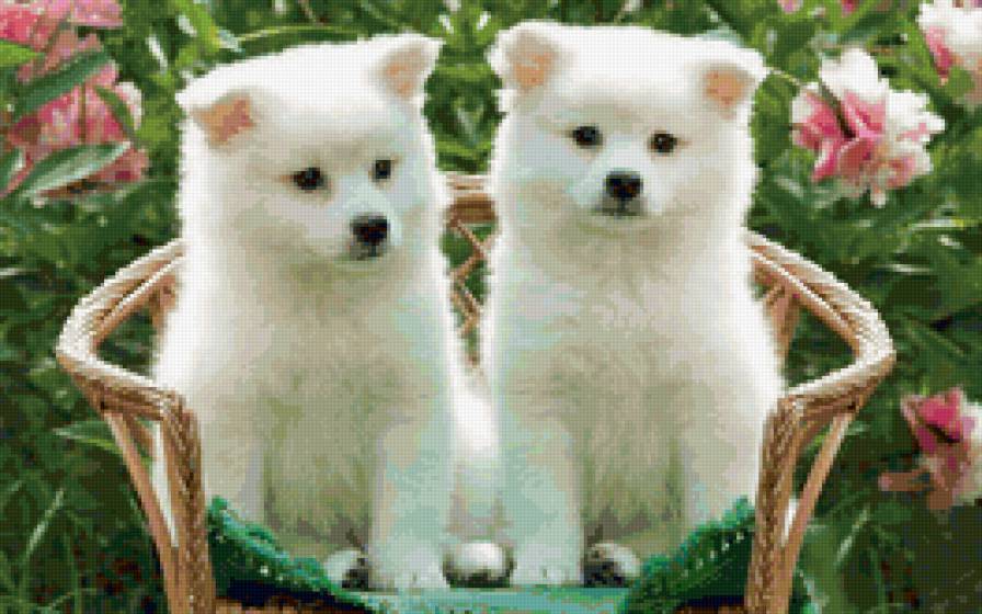 №159296 - собаки, щенята - предпросмотр