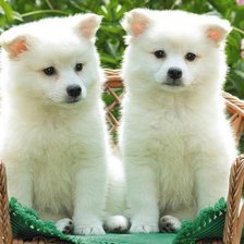 Схема вышивки «№159296»