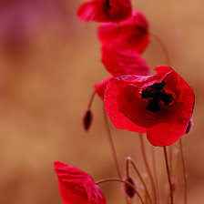 Схема вышивки «маки»