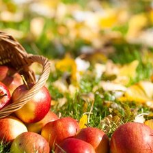 Схема вышивки «яблоки»