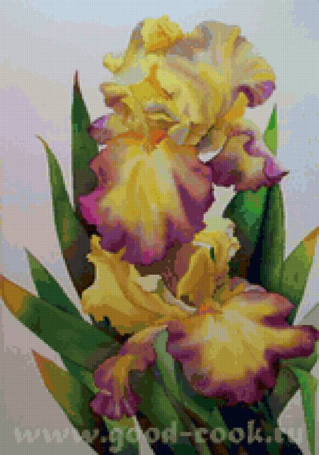 ирисы - букет, ирисы, цветы - предпросмотр