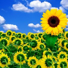 Схема вышивки «подсолнухи»