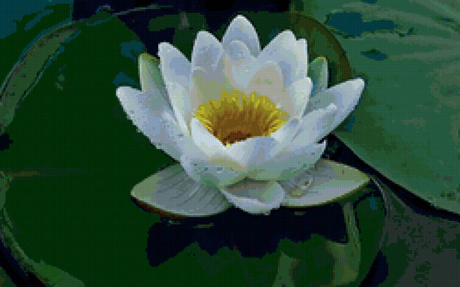 Лотос белый - цветы, водяные лилии, вода, кувшинки - предпросмотр