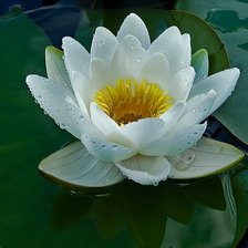 Схема вышивки «Лотос белый»