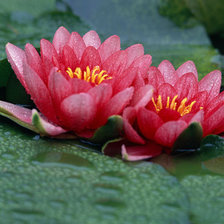 Схема вышивки «Лотос розовый»