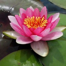 Схема вышивки «Лотос розовый»