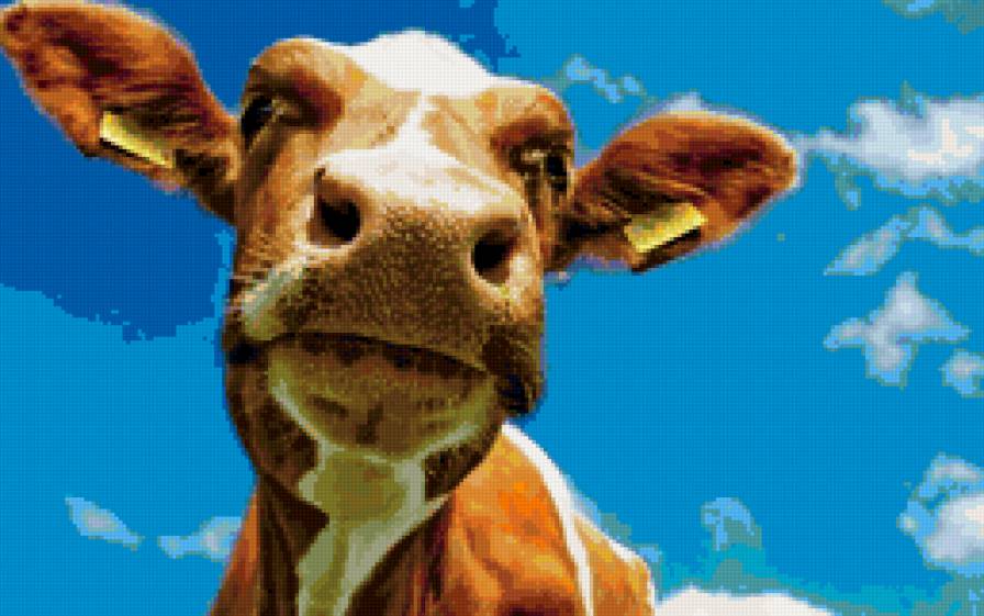 му - приколы, деревня, морда, корова - предпросмотр