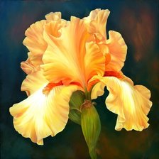 Схема вышивки «ирис»