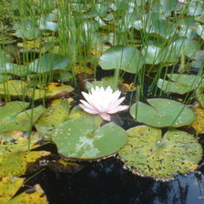 Схема вышивки «кувшинка»