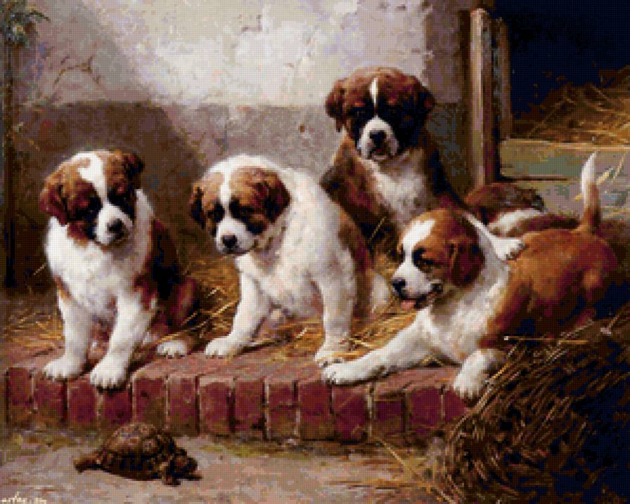 маленькие сенбернары и черепашка - хоз двор, животные, щенки, пейзаж, собаки - предпросмотр