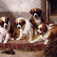 маленькие сенбернары и черепашка