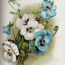 анютины глазки