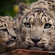 Схема вышивки «Животные»