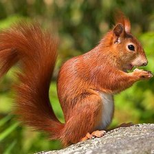 Схема вышивки «Белка»