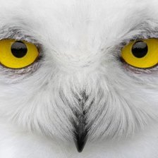 Схема вышивки «Животные»