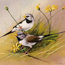 Схема вышивки «птицы»