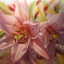 Схема вышивки «нежность королевской лилии»