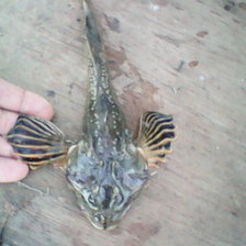 Схема вышивки «морской еж»