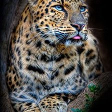 Схема вышивки «леопард»