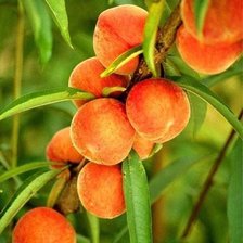 Схема вышивки «№160996»