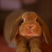 Схема вышивки «№161028»