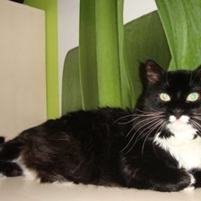 Схема вышивки «Масюня»