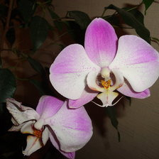 Схема вышивки «орхидея»