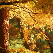 Схема вышивки «красота листвы»