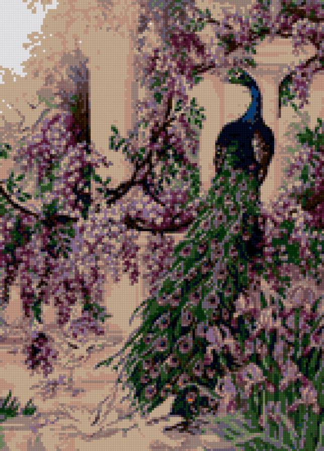 Пава - предпросмотр