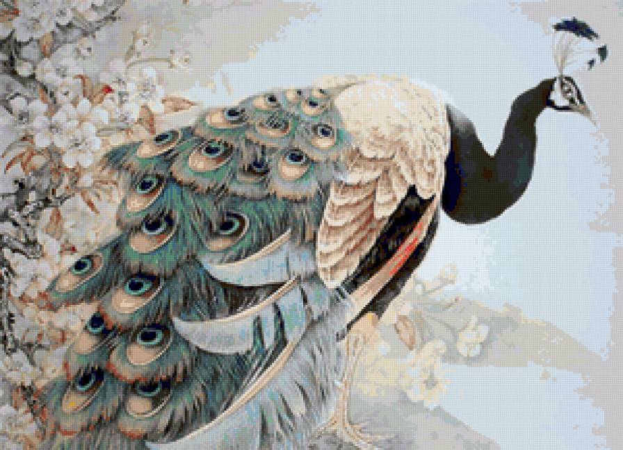 Павлин. - птицы - предпросмотр