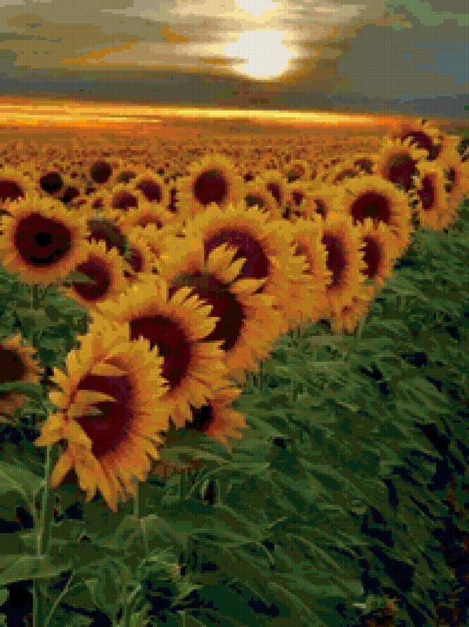 Подсолнухи - подсолнухи, поле, солнце. - предпросмотр