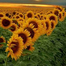 Схема вышивки «Подсолнухи»