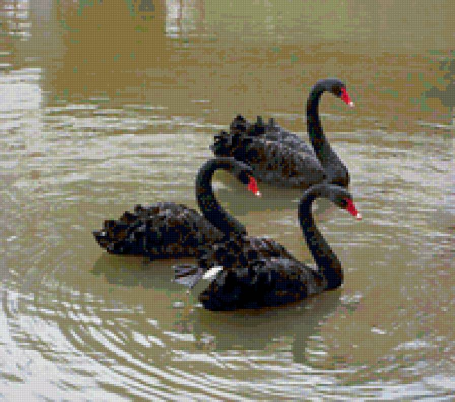 трио в черном - лебеди - предпросмотр