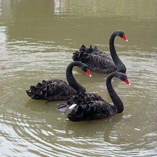 трио в черном