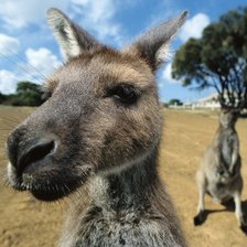 Схема вышивки «Кенгуру»