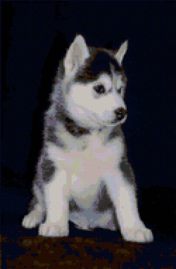 Хаски - хаски - предпросмотр