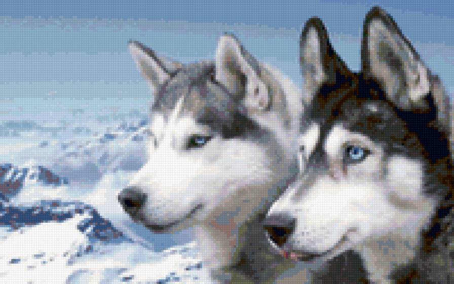 Хаски - хаски - предпросмотр