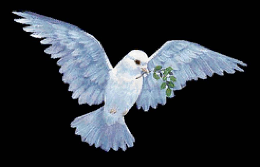 голубка - птица, голубь - предпросмотр